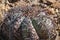 Cacti of Big Bend National Park. Three Turk`s head cacti Echinocactus horizonthalonius.