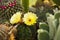 Cacti bloom in the greenhouse