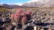 Cacti in the California desert. Echinocactus polycephalus, Cannonball, Cottontop Cactus, Many-headed Barrel Cactus