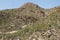 Cacti in the Canyon