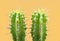 Cacti colorful fashionable mood. Trendy tropical Neon Cactus plant on yellow color background.