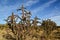 Cacti Cylindropuntia versicolor Prickly cylindropuntia with yellow fruits with seeds. New Mexico, USA