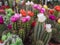 Cacti of different species in bloom