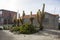 Cacti Echinopsis atacamensis from Bolivia