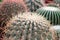 Cacti are a family of perennial flowering plants