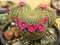 Cacti flower