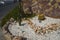 Cacti in a flower bed in September. Kolympia, Rhodes, Greece