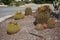 Cacti in a flower bed in September. Kolympia, Rhodes, Greece