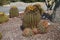 Cacti in a flower bed in September. Kolympia, Rhodes, Greece