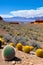 Cacti growing in dry valley against old distant mountains generated by ai