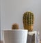 Cacti grown in pots for decorative purposes