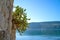 Cacti growth on stone wall in front of beautiful sea view with Mediterranean landscape. Bright blue sky and mountains, outdoors