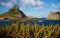 Cacti, Hat Hill and Hairy Island, Sueste Bay, Fernando de Noronha, Brazil