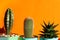 cacti and haworthia on an orange background. minimalism and bright color combinations. Flowers in the interior.