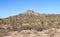 Cacti Hill at the Foothills of Tillotson Peak