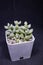 Cacti house plant in a pot for indoor or interior use