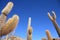 Cacti on the Isla del Pescado