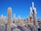 Cacti of the island of Incahuasi in the Salar de Uyuni