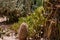 Cacti in the Moroccan desert