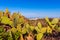 Cacti near the village of Moya Gran Canaria Spain