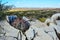 Cacti New Mexico. Eagle claws, Turk`s head, devil`s head Echinocactus horizonthalonius in a rocky desert in New Mexico, USA