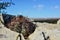 Cacti New Mexico. Eagle claws, Turk`s head, devil`s head Echinocactus horizonthalonius in a rocky desert in New Mexico, USA