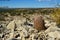 Cacti New Mexico. Echinocereus pectinatus rubispinus, Rainbow Hedgehog Cactus in a rocky desert in New Mexico, USA