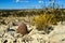 Cacti New Mexico. Echinocereus pectinatus rubispinus, Rainbow Hedgehog Cactus in a rocky desert in New Mexico, USA