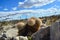 Cacti New Mexico. Echinocereus pectinatus rubispinus, Rainbow Hedgehog Cactus in a rocky desert in New Mexico, USA