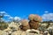 Cacti New Mexico. Echinocereus pectinatus rubispinus, Rainbow Hedgehog Cactus in a rocky desert in New Mexico, USA