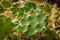 Cacti plants detail -  cactus plant closeup