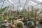 Cacti plants exhibition