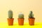 Cacti in pots on yellow table