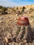 Cacti with red flowers growing at the Tucume archaeological site, near Chiclayo, Peru