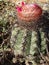 Cacti with red flowers growing at the Tucume archaeological site, near Chiclayo, Peru