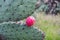 Cacti with ripe fruits at the ruins of the architecturally significant Mesoamerican pyramids and green grassland located at at