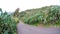 Cacti on the road canary island