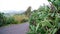 Cacti on the road canary island