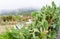 Cacti on the road canary island