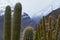 Cacti in RÃ­o Blanco National Reserve, central Chile, a high biodiversity valley in Los Andes
