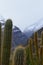 Cacti in RÃ­o Blanco National Reserve, central Chile, a high biodiversity valley in Los Andes