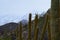 Cacti in RÃ­o Blanco National Reserve, central Chile, a high biodiversity valley in Los Andes