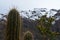 Cacti in RÃ­o Blanco National Reserve, central Chile, a high biodiversity valley in Los Andes