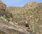 Cacti in Sabino Canyon