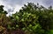 Cacti from sacred valley-Urubamba -Peru 77