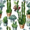 Cacti seamless pattern watercolor. Cactus illustration.