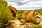 Cacti, Shrubs and large Rocks and Boulders in the Arizona Desert