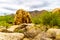 Cacti, Shrubs and large Rocks and Boulders in the Arizona Desert