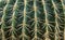 Cacti Spines