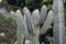 Cacti Spinous - Plants